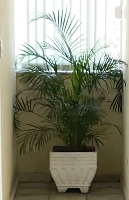 Vaso cimento com a planta areca bambu 