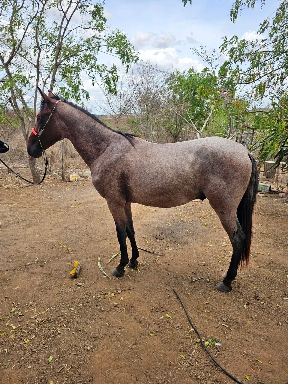 Potro mangalarga  - Foto 5