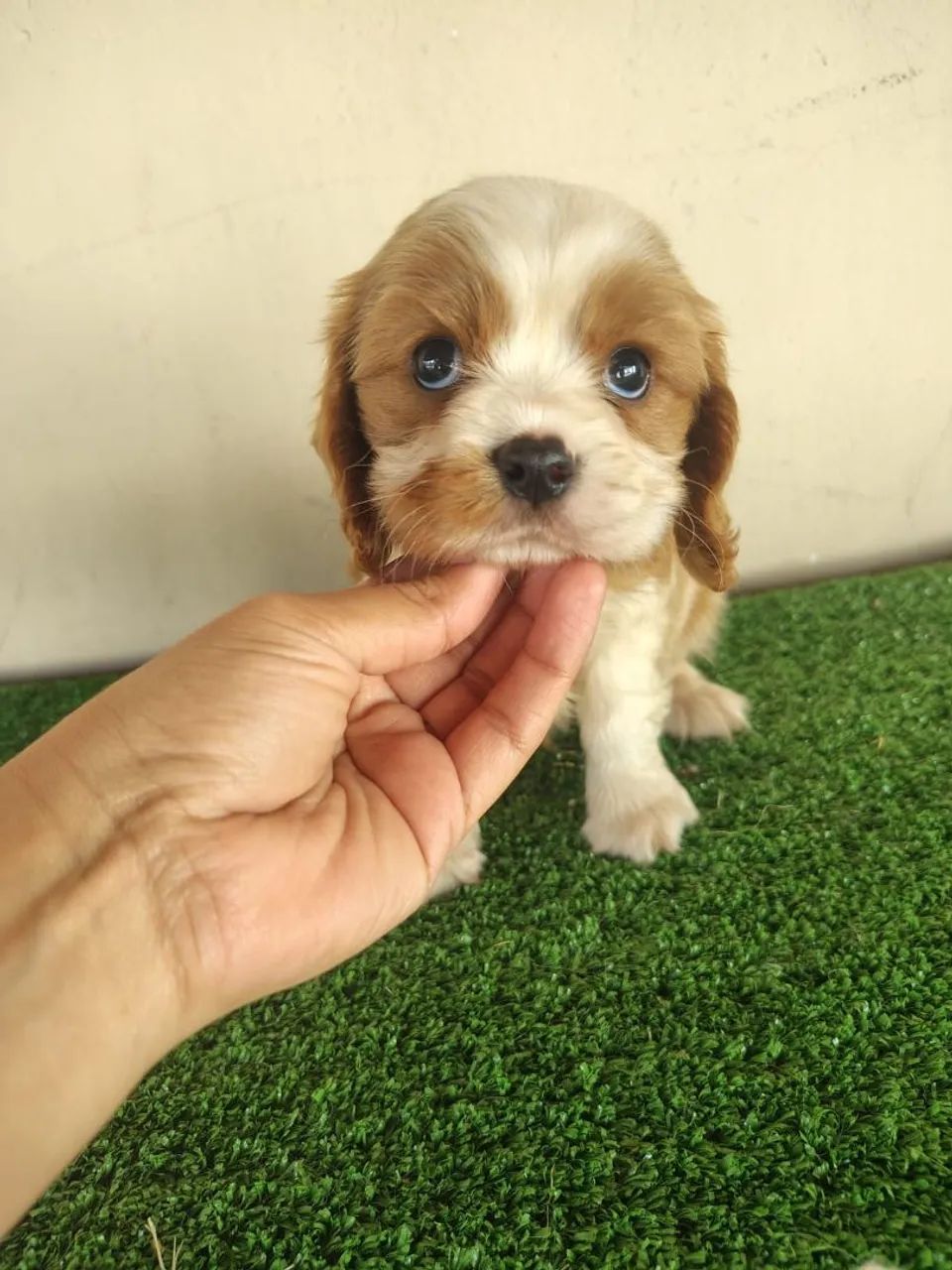 Cavalier king - Foto 3