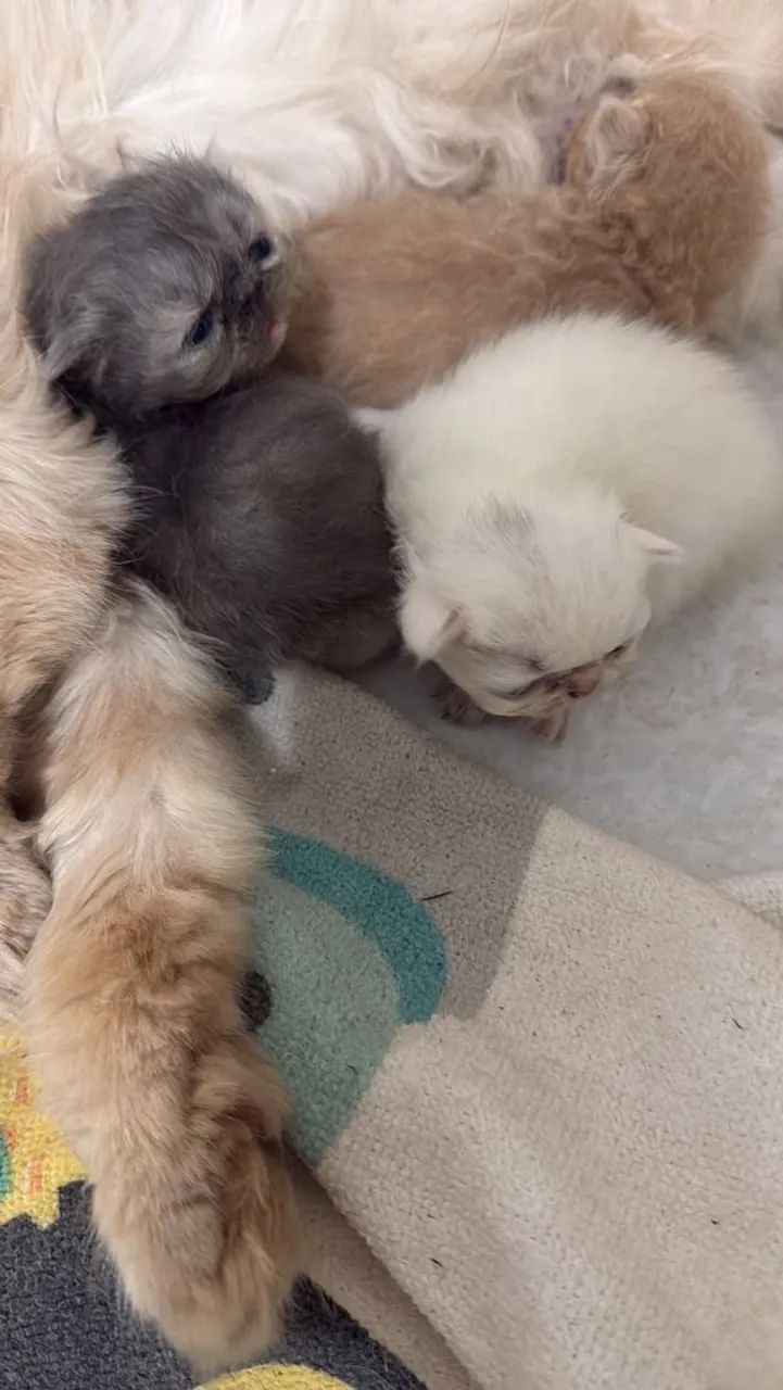Filhote de gato persa  - Foto 3