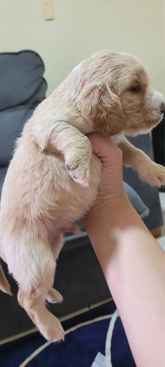 Filhotes de cocker Spaniel Inglês  - Foto 3