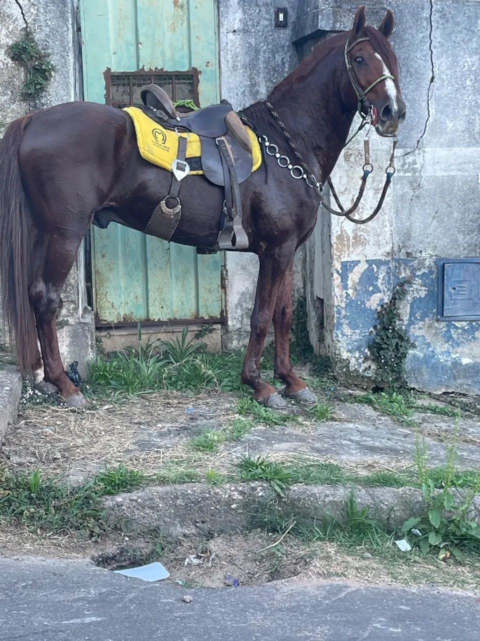 Cavalo