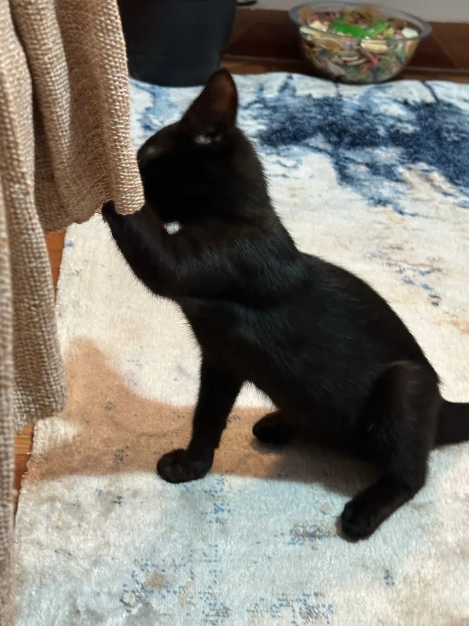 Doação filhote de gato ? - Foto 3