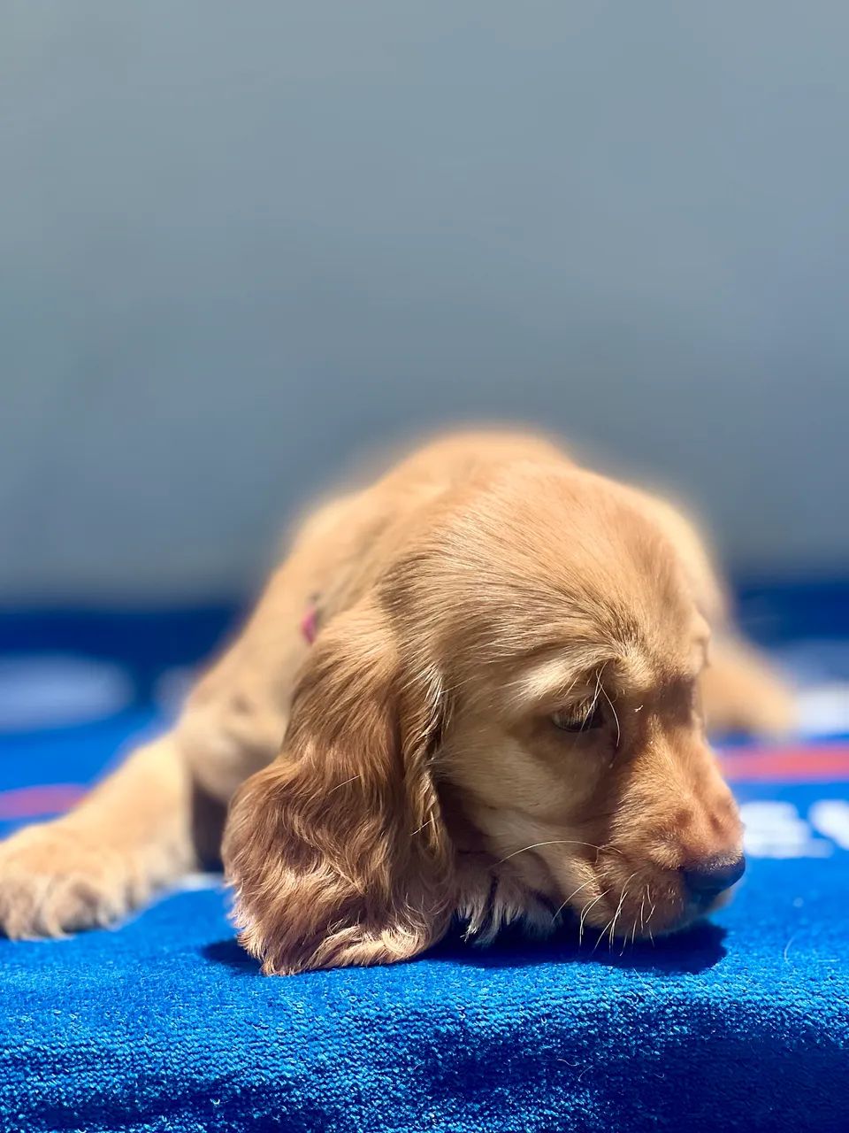 Coclear Spaniel Inglês 