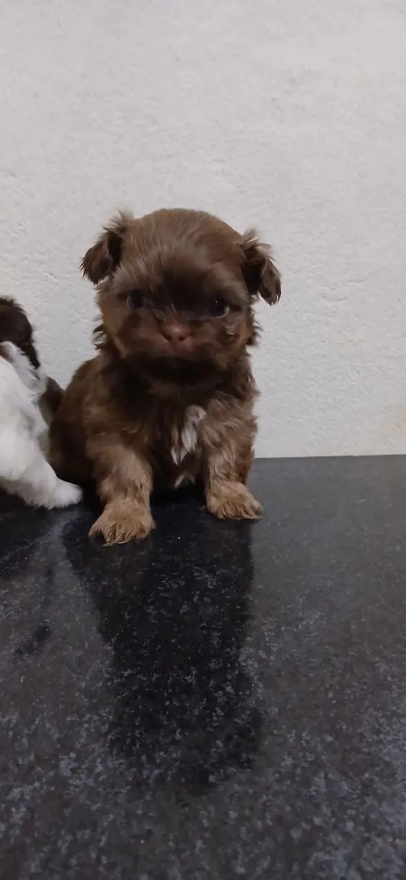 Vendo Shitzu 