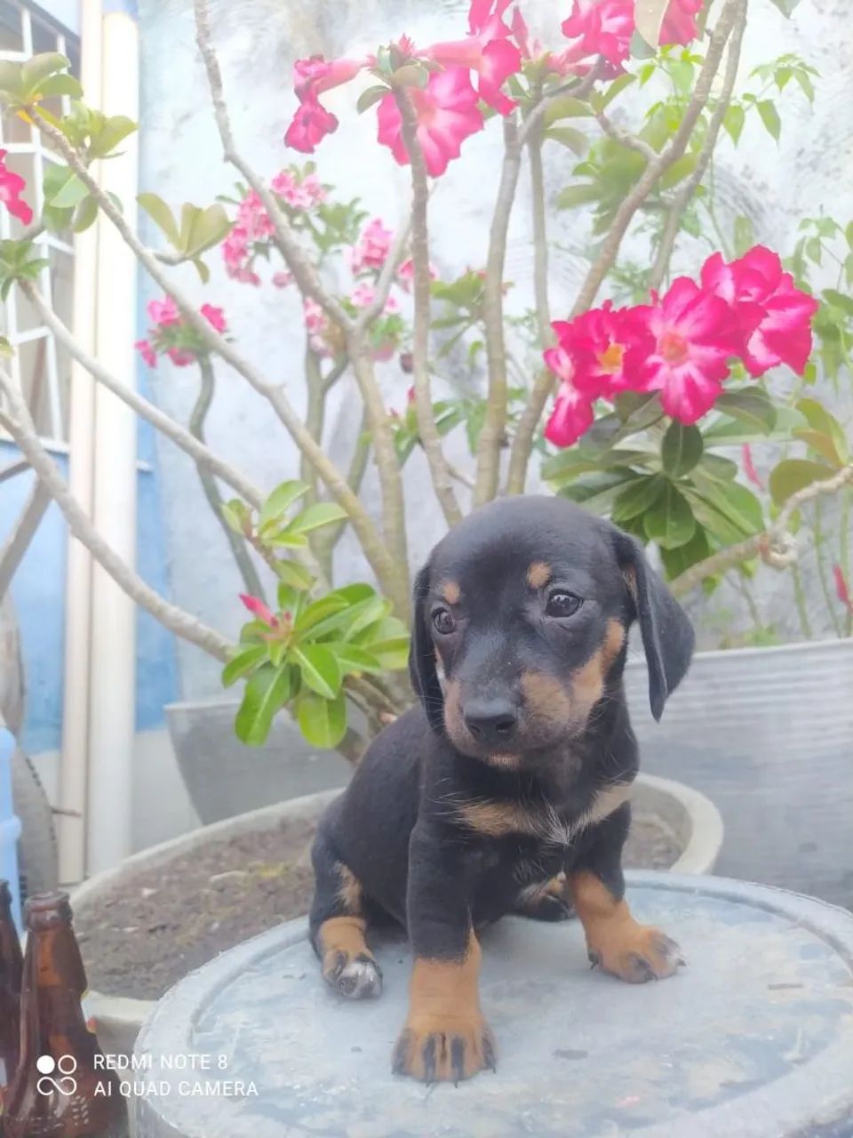 filhotes de salsicha - dachshund  - Foto 3