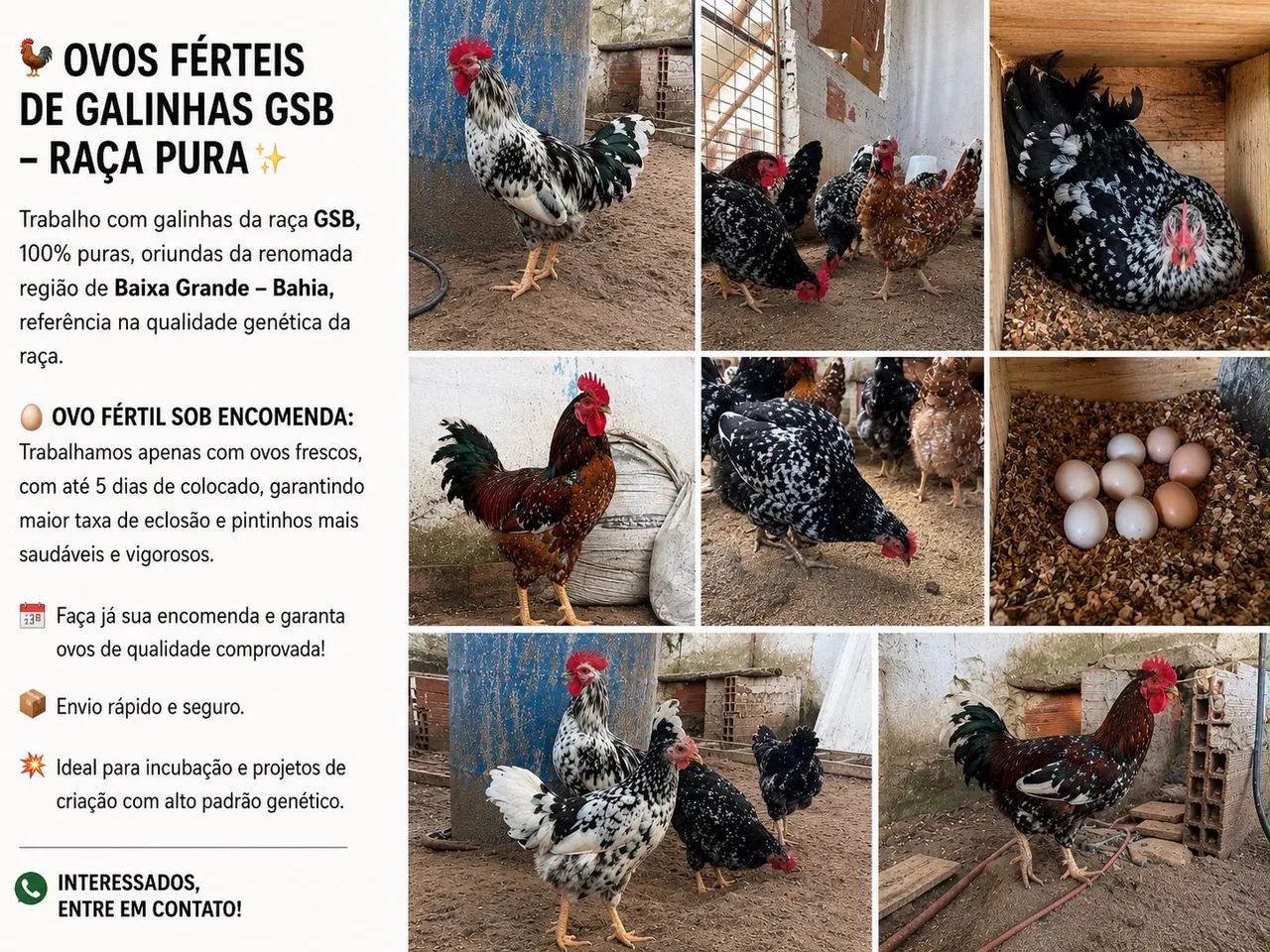Ovos selecionados  - Foto 3