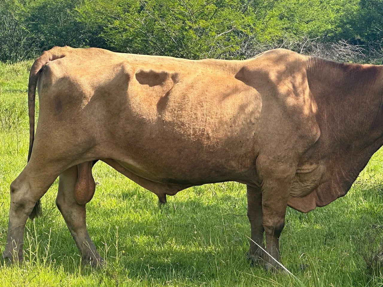 Vaca Angus pura - Foto 2