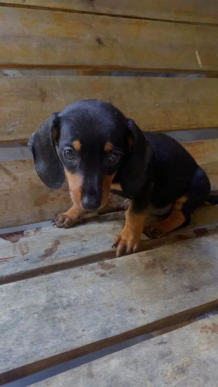 Dachshund  - Foto 2