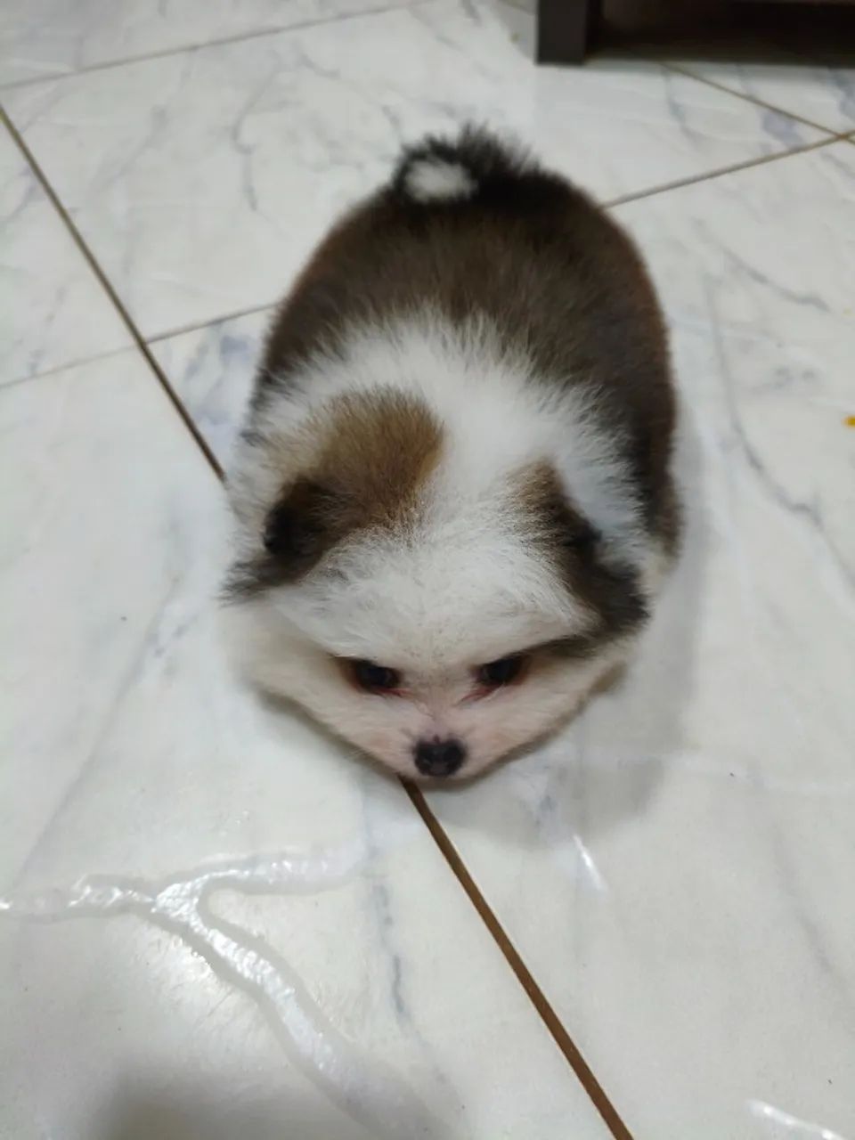 Lindo macho de Spitz alemão anão exótico. - Foto 2