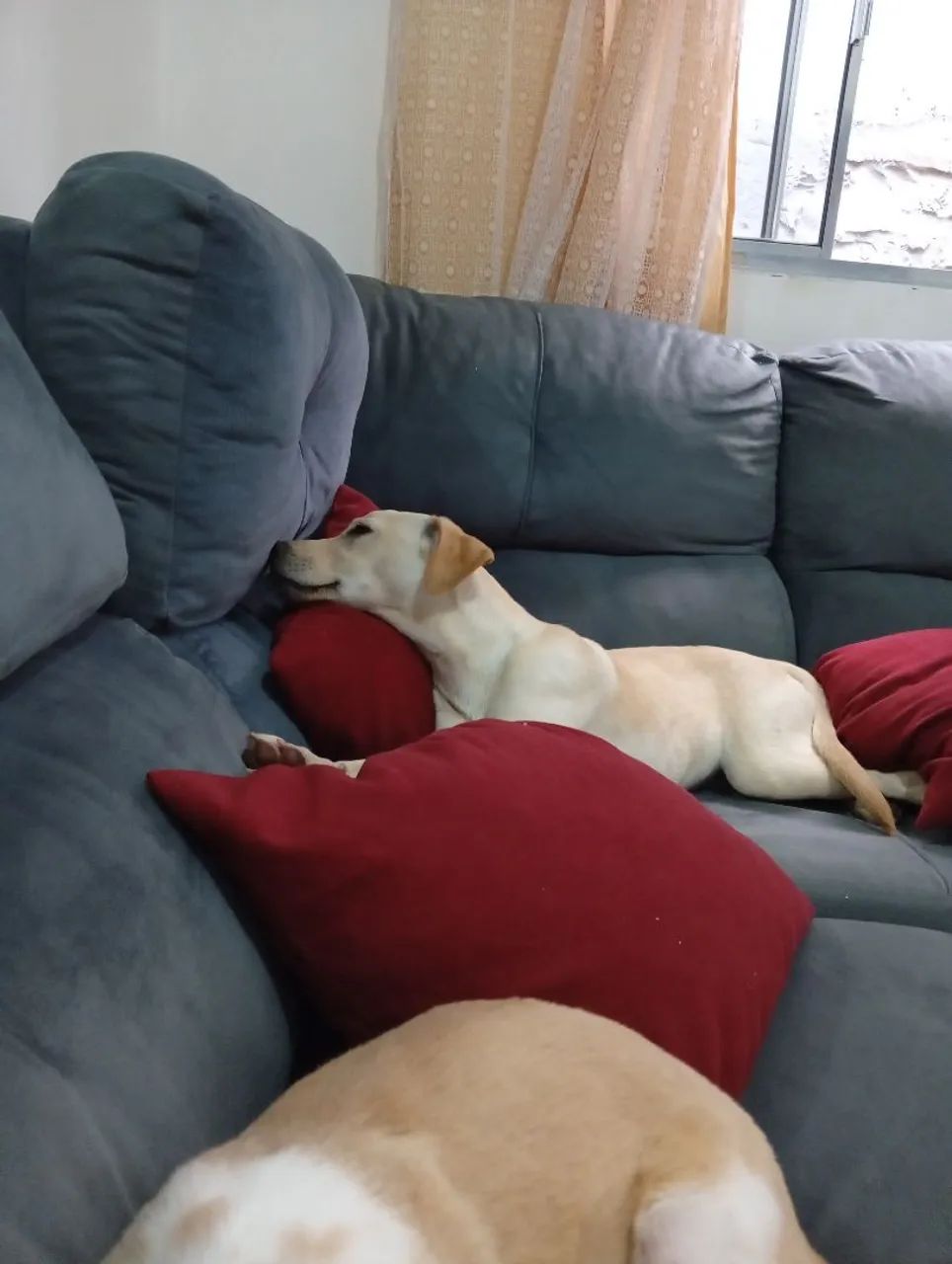 Doação responsável  - Foto 4
