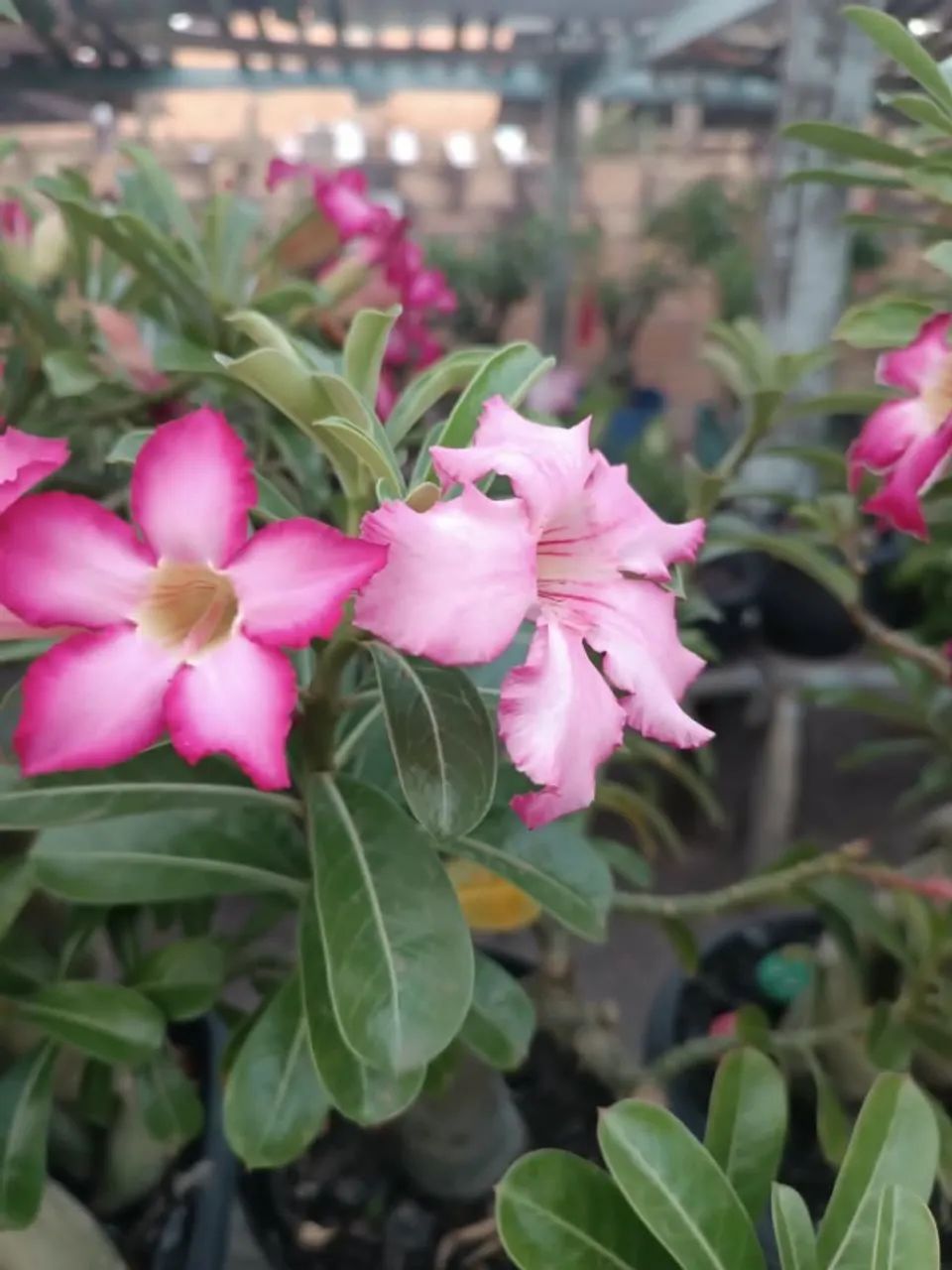Plantas - Foto 5