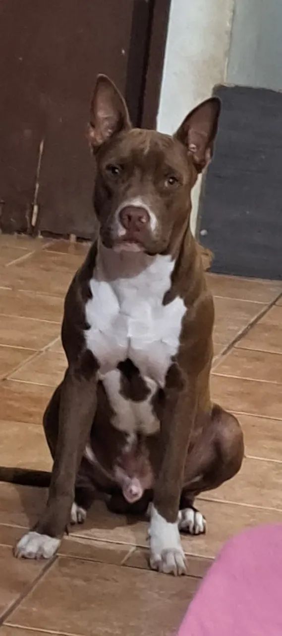 Doação de Pitbull manso e docil