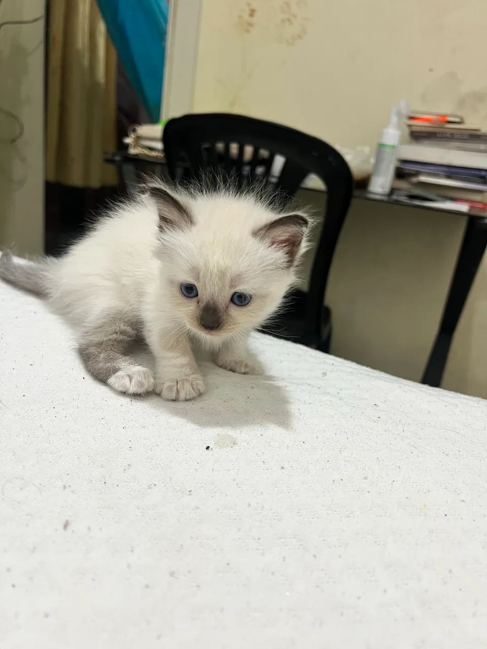 Gatos, Vó PERSA  - Foto 3