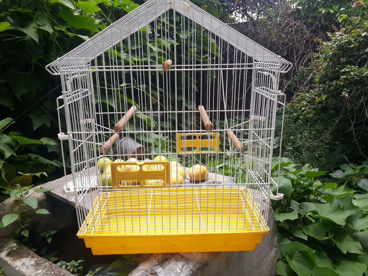 Vendo excelente gaiola de calopsita mansa. Marca Bragança.  Barata - Foto 4