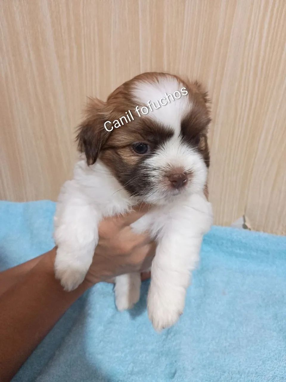 Vende se shitzu puro  - Foto 3