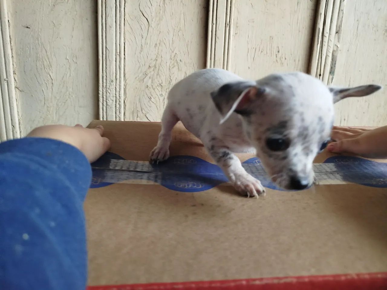 Cachorro  - Foto 5