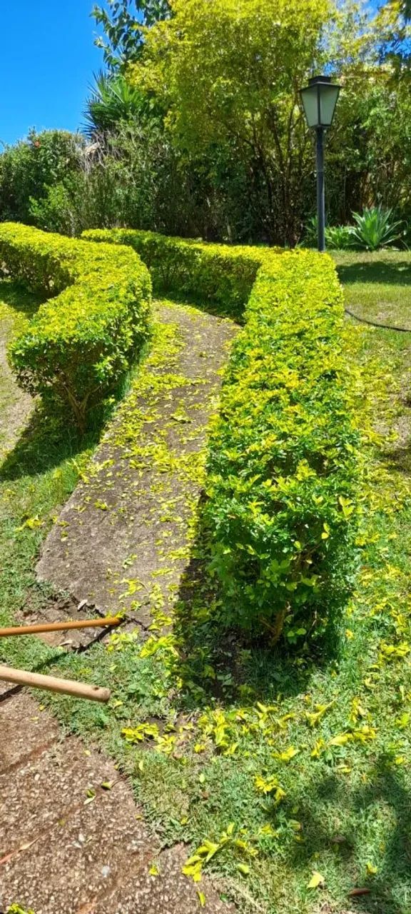 SERVIÇO JARDINAGEM ROÇADEIRA / BH  - Foto 4
