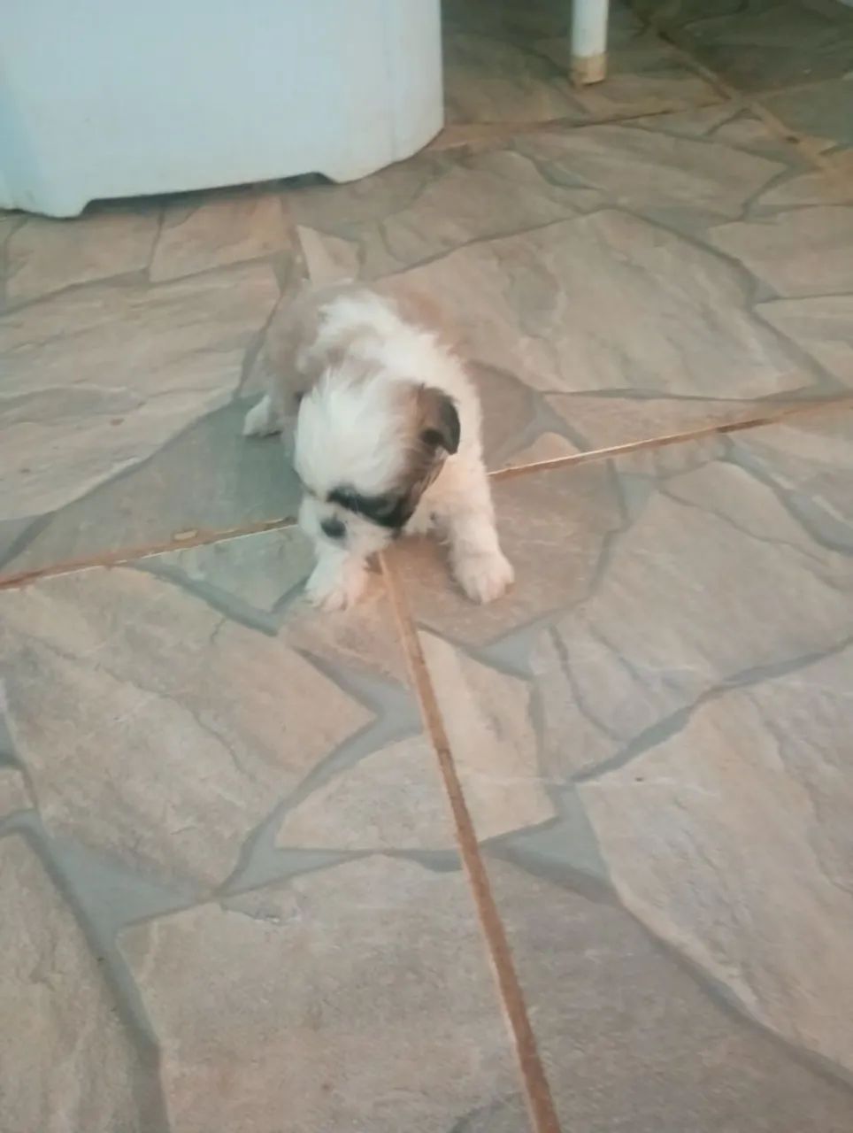 Vende-se shih Tzu  - Foto 3