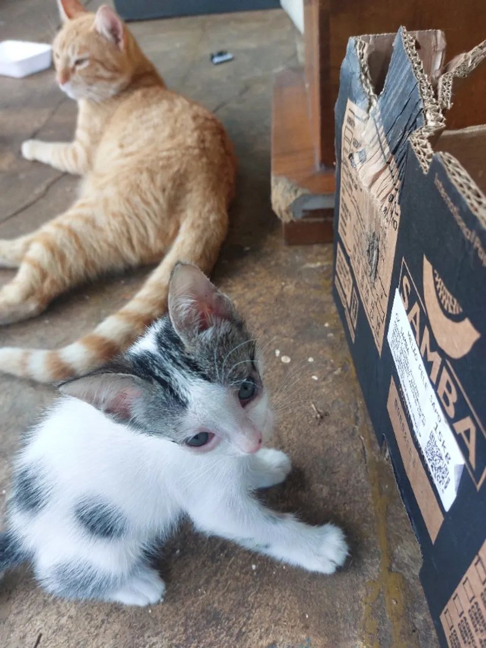 Doacao de gatinhos - Foto 3
