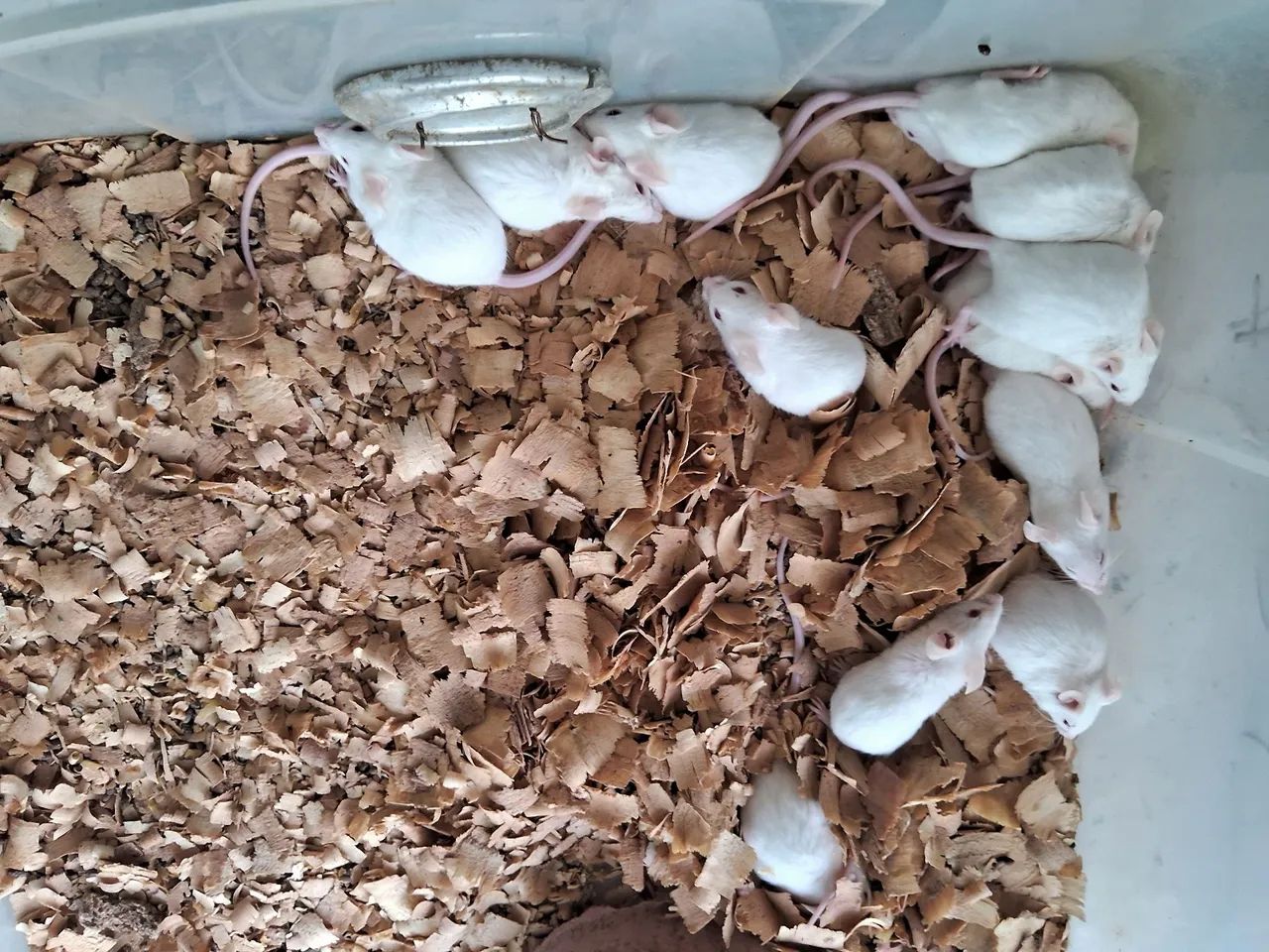 A3M- Neonatos e Camundongos ( leia a descrição do anúncio) - Foto 3