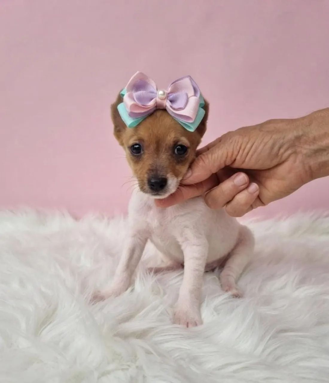 Pinscher Puro à Venda