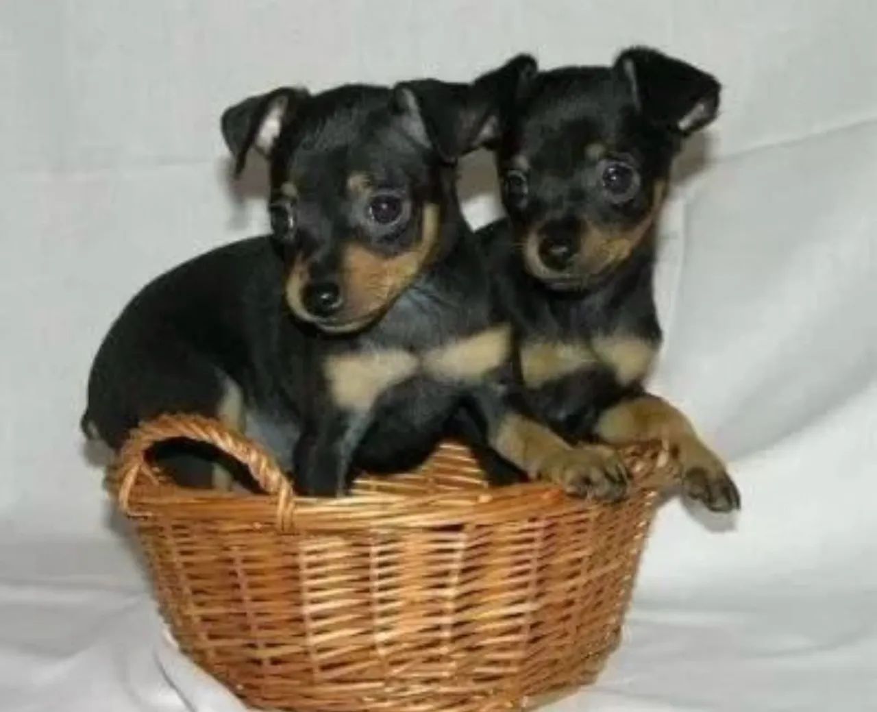 Pinscher fêmea  - Foto 5