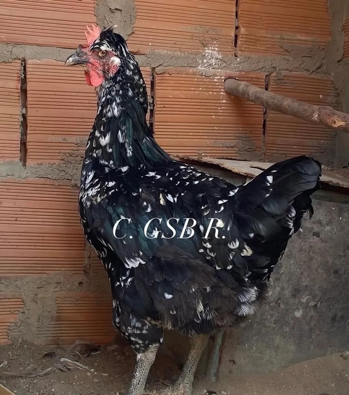 Galinha GSB sertaneja  balão  - Foto 2