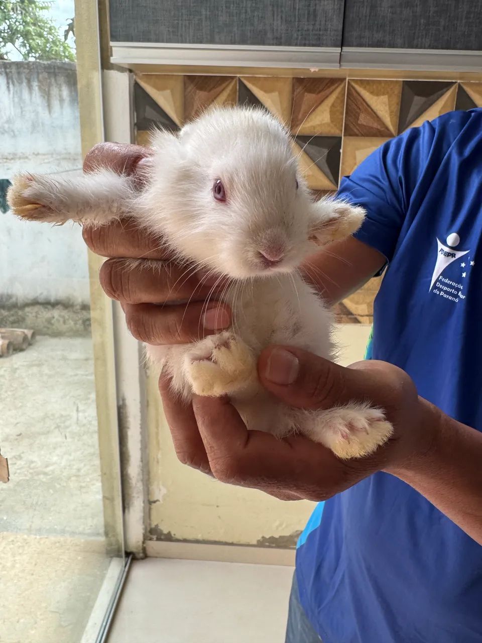 Vende-se filhotes de coelho - Foto 5