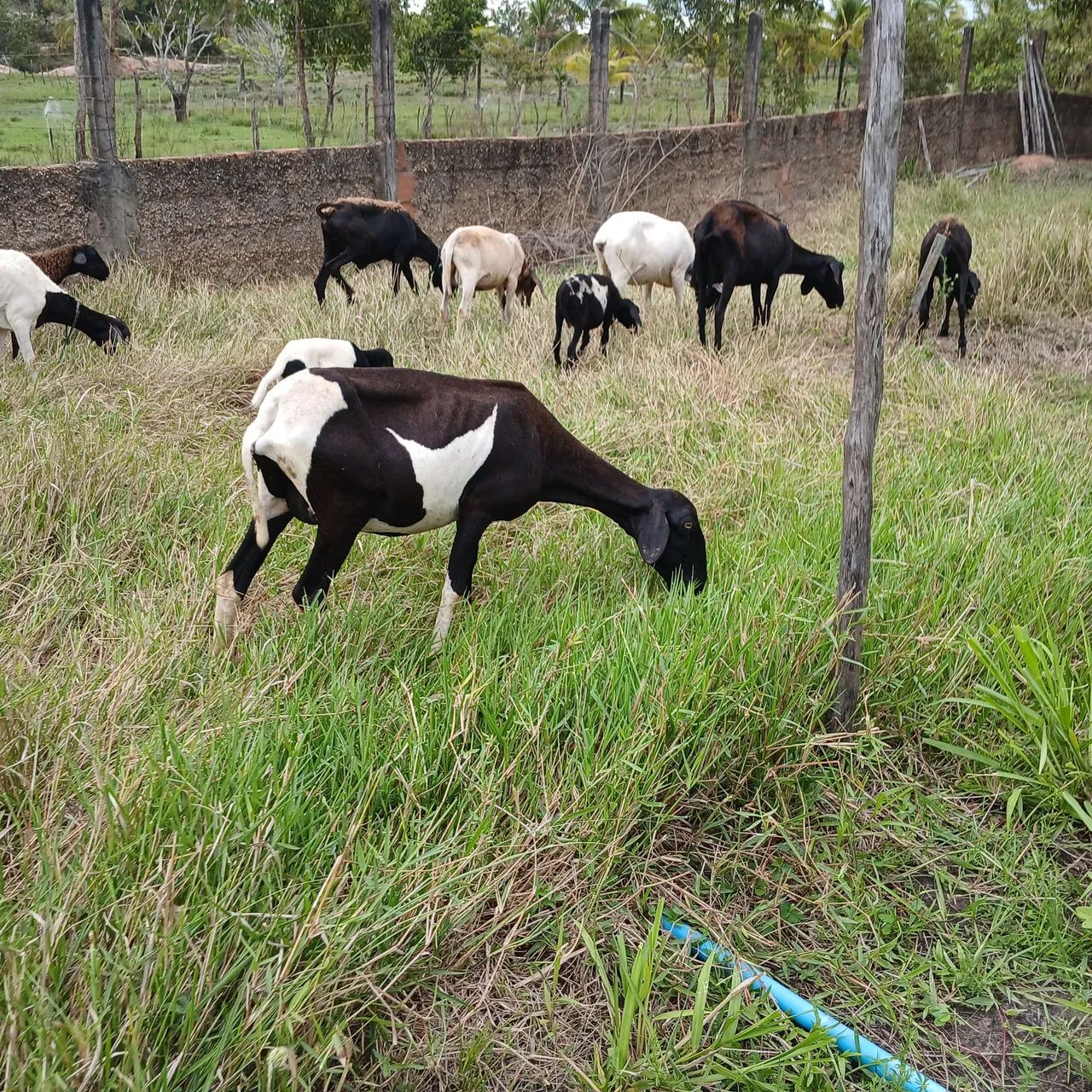 Vendo reprodutor doper e ovelhas. - Foto 3
