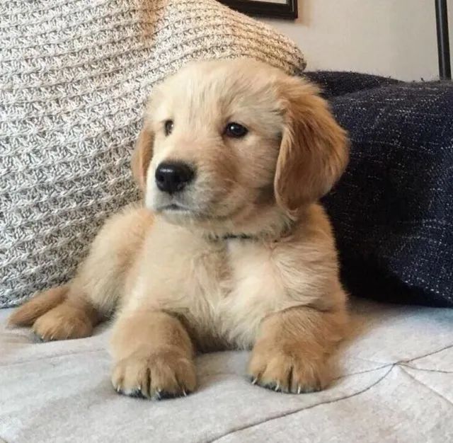Golden Retriever Filhotes Muito Diferenciados. 
