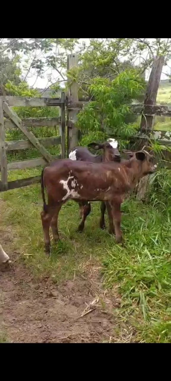 Vaca de leite  - Foto 4