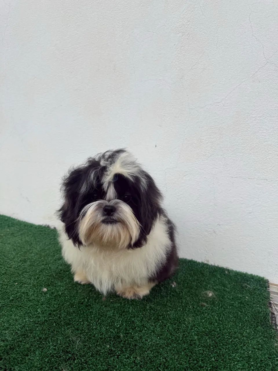 Shihtzu macho 5 meses 