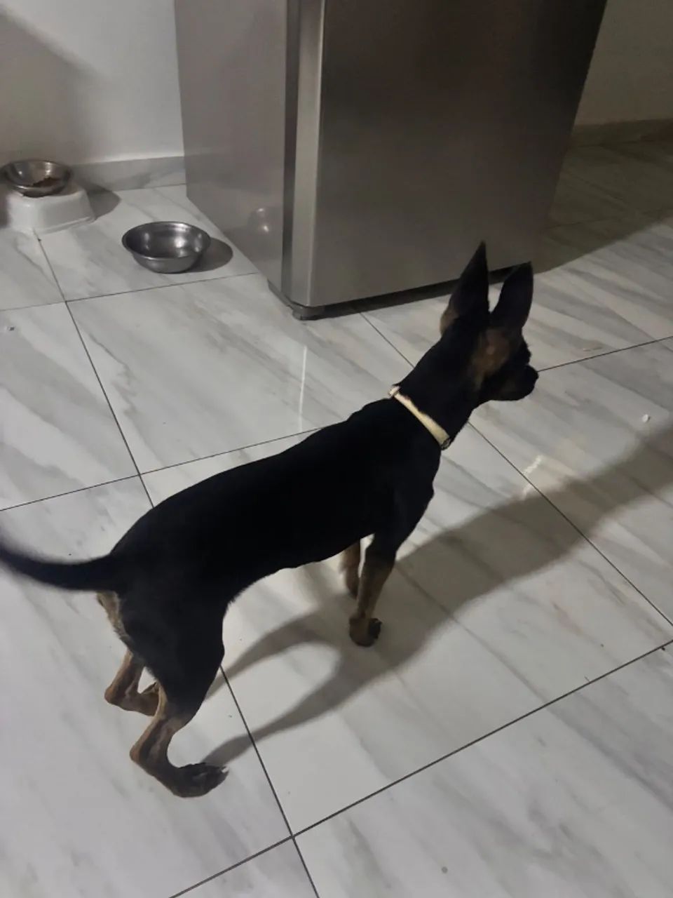 Cachorra misturada com pinscher doação 
