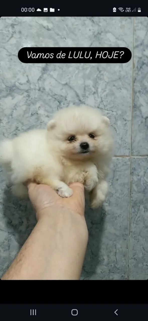 Spitz Alemão Anão 