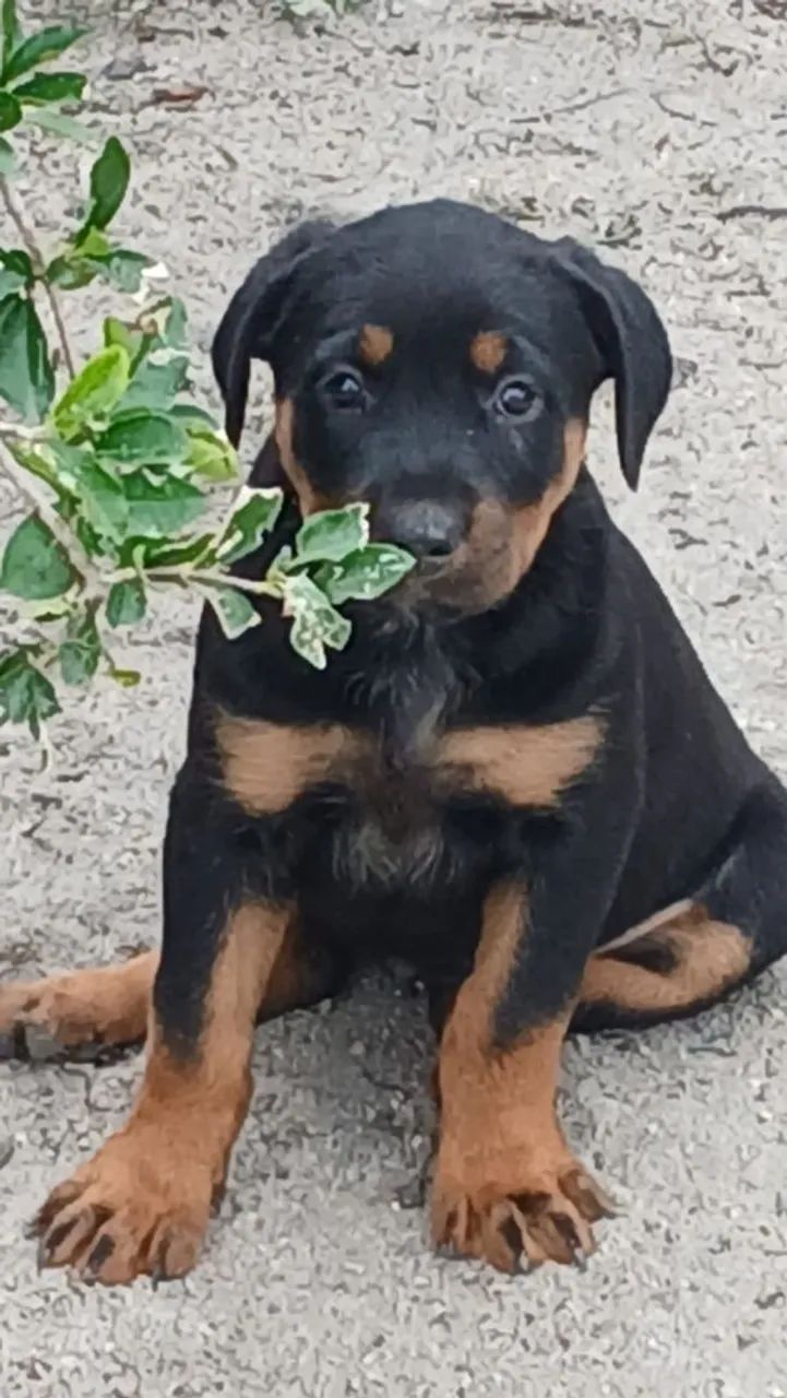 Filhotes de rottweiler  - Foto 2