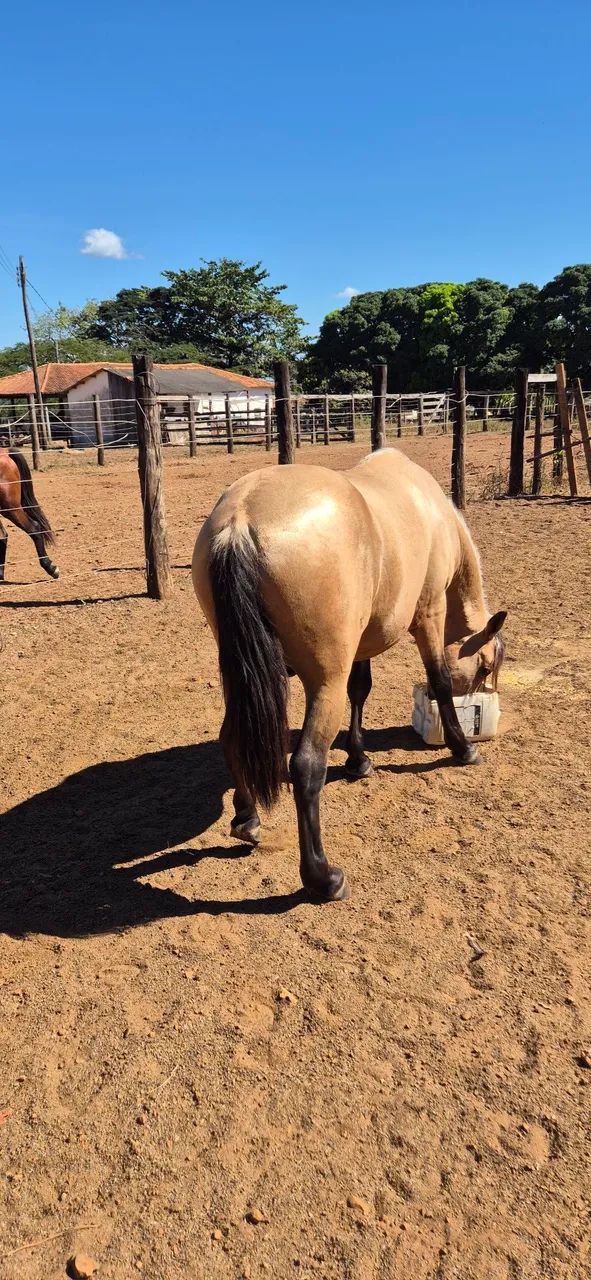 CAVALO E POTRO (Aceito gado) - Foto 5