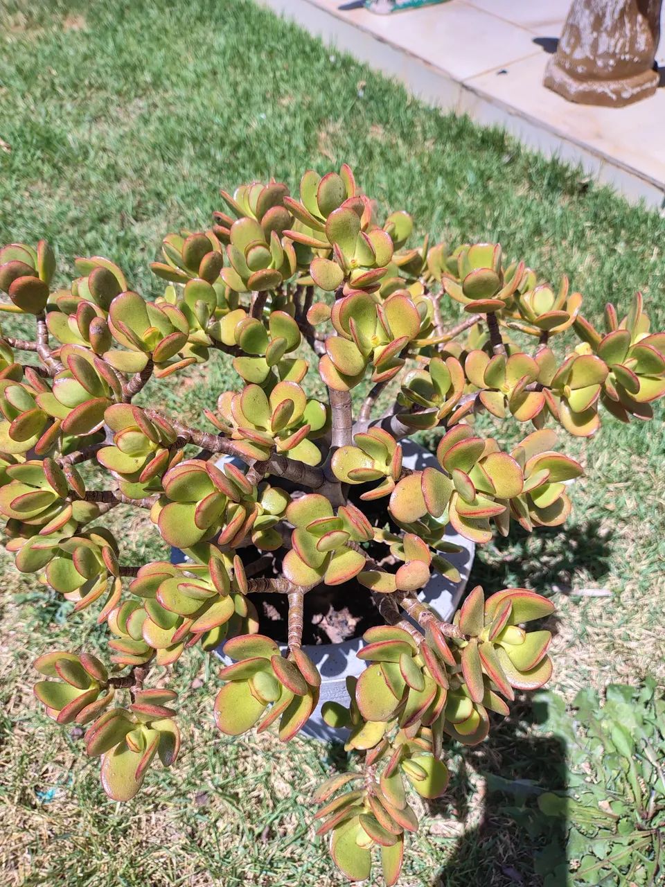 Suculenta Jade 