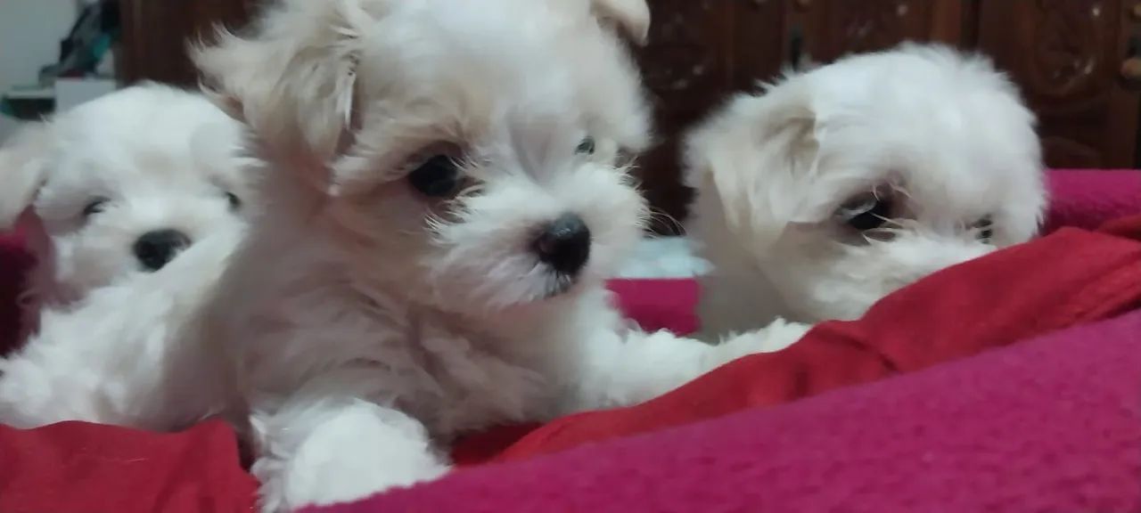 Vendo filhotes de cachorro da raça maltês puro quando adultos pesa so 3 kg eles são muito  - Foto 4