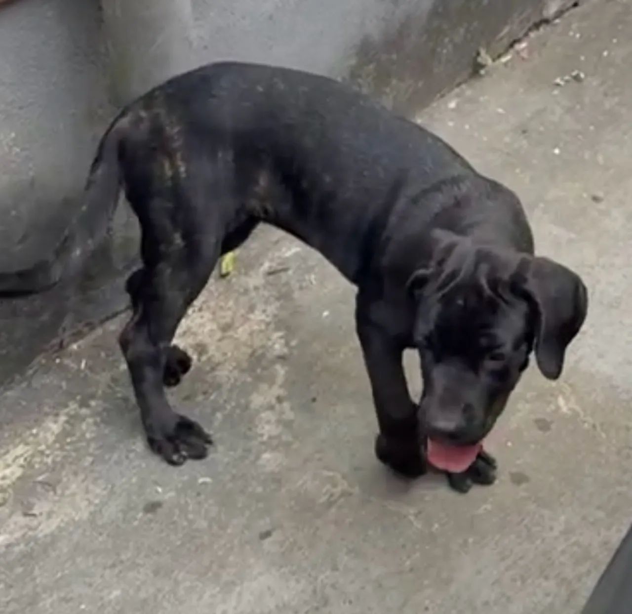 Filhote de cane corso 