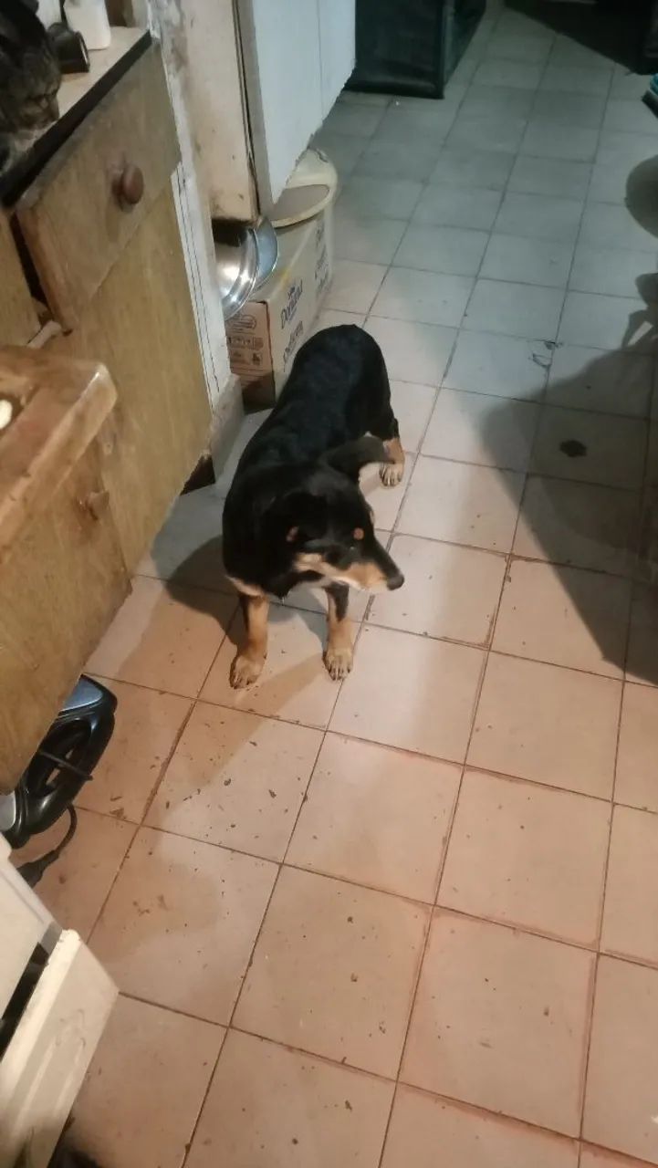 Cachorro para doação 