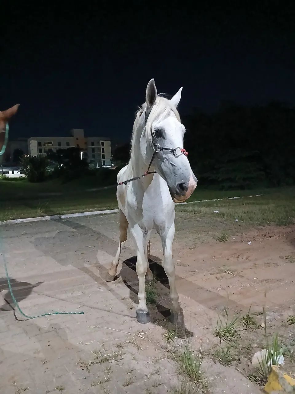 Cavalo MM bom de sela
