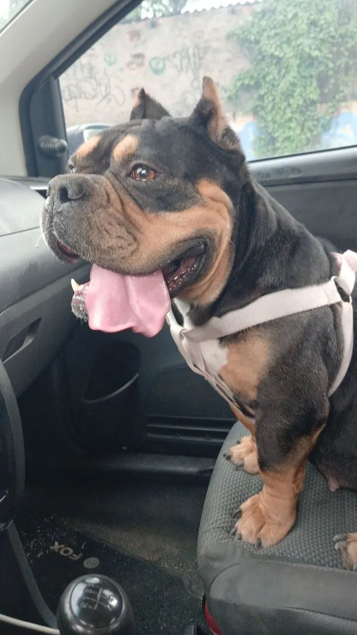 American bully  - Foto 3