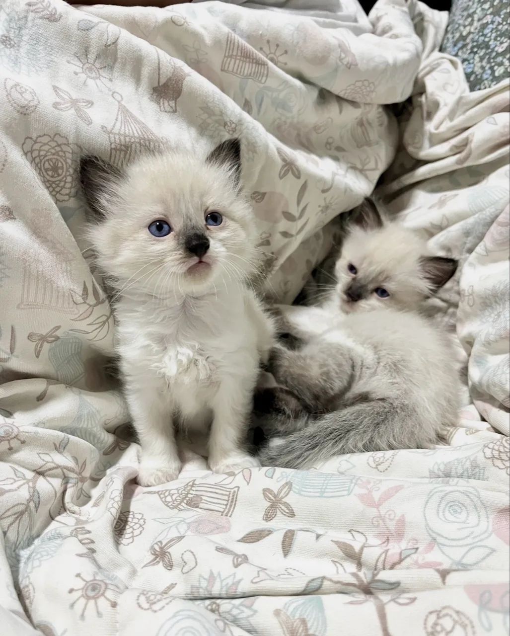 Gato persa com siamês  - Foto 4