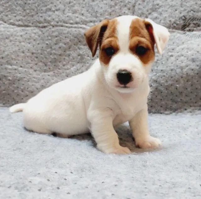 Jack Russell terrier  - Foto 5