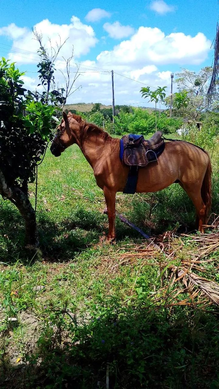 Pra vender os dois  - Foto 2