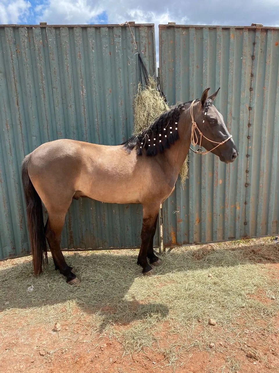 Cavalo Manga-Larga marchador - Foto 2