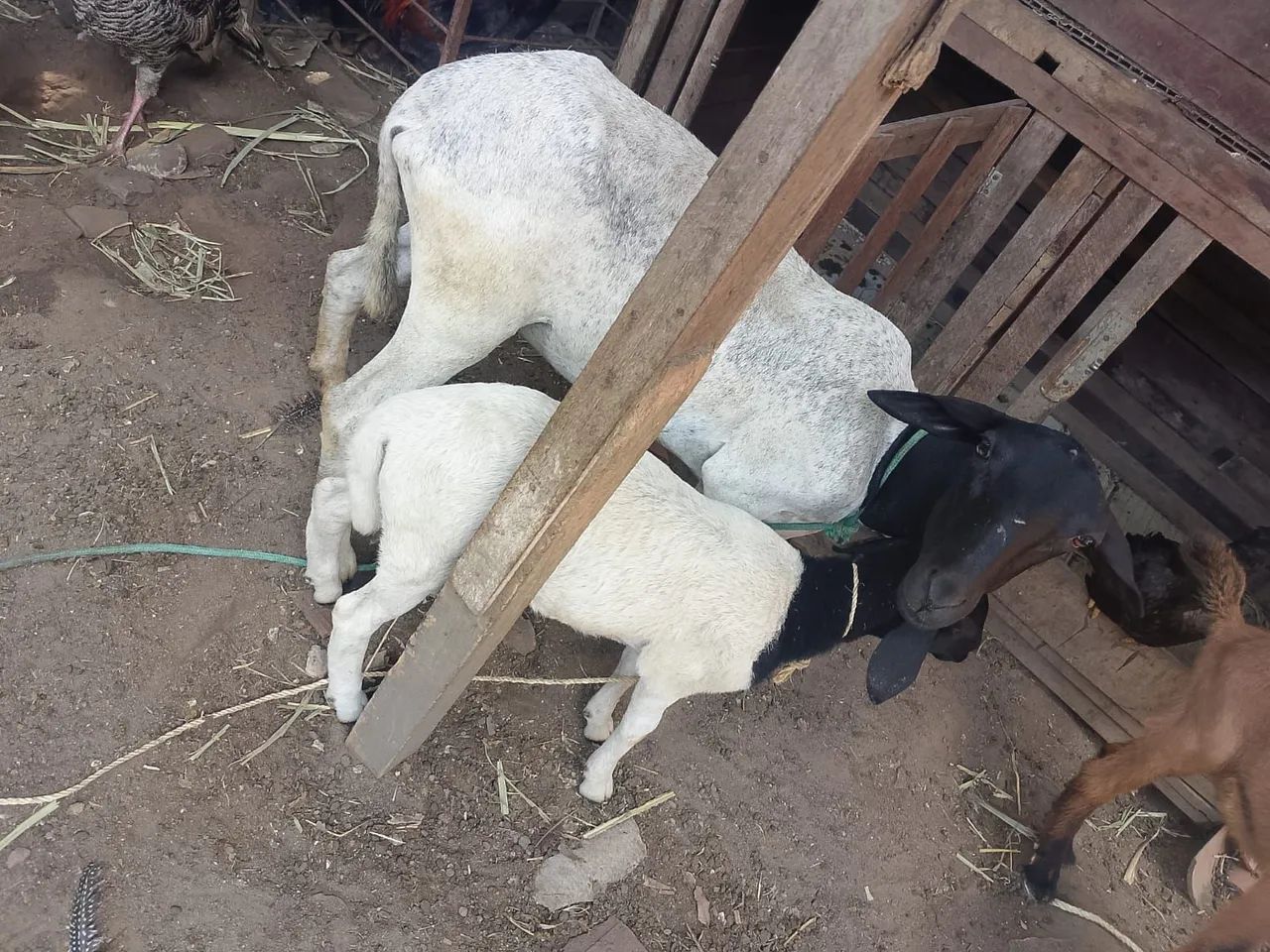 Caneira parida - Foto 3
