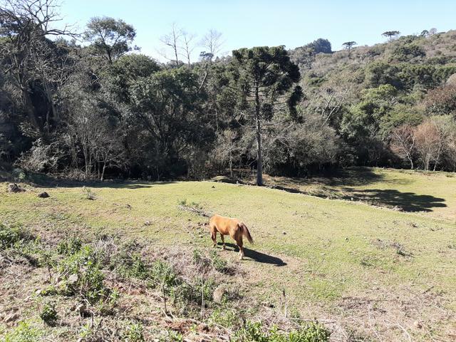 Terreno de 9.761 m² Guarapuava PR . px da Polijuta - Foto 11