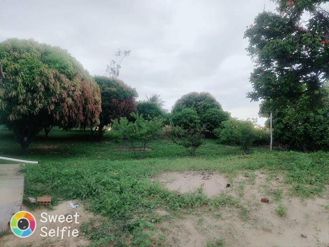 Chácara na beira do rio São Francisco ,há 80 km de Juazeiro - Foto 11